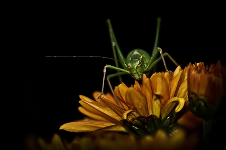 Grasshopper on flower