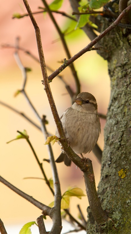 Op wacht in de boom.