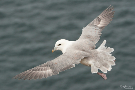 Noordse Stormvogel