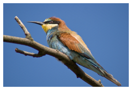 Blije Vogel