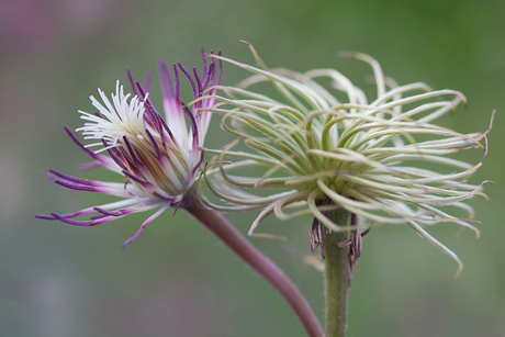 Clematis the President.jpg