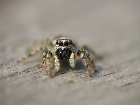 springspinnen (Salticidae)