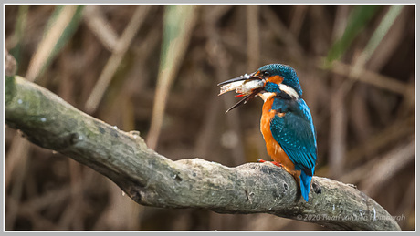 Ijsvogel met visvangst