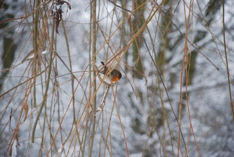 Winter Delftse Hout 2010