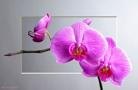 orchidee