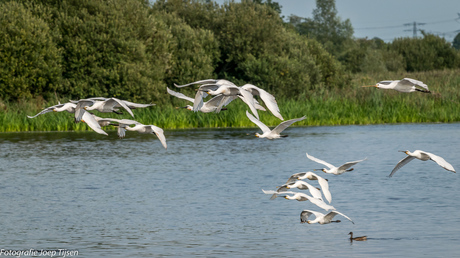 lepelaars in vlucht