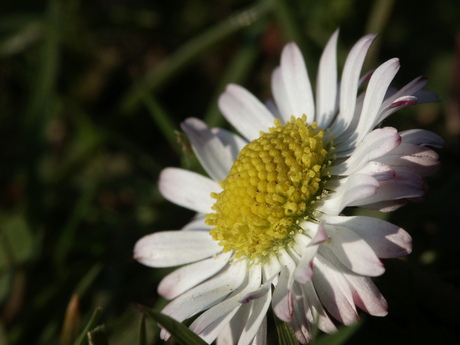 Super...Bloemetje