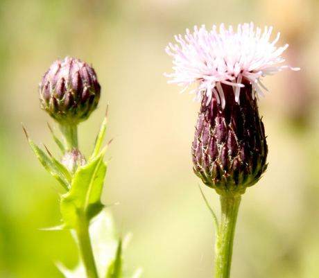 nederlandse natuur