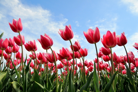 Voorjaar in Nederland, tulpen op het land