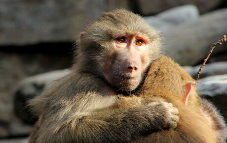 Dierenpark Amersfoort