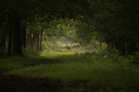 tunnel -of-wild.JPG