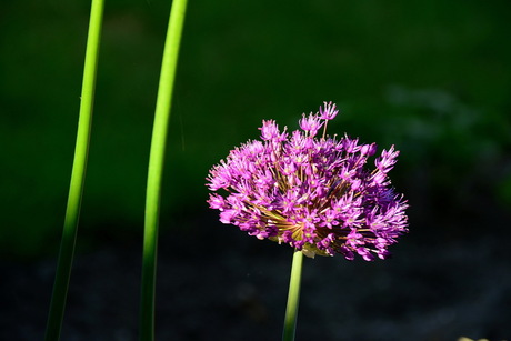 Allium