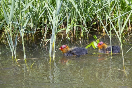 Kleine pulletjes