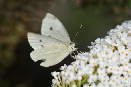 Macro vlinder