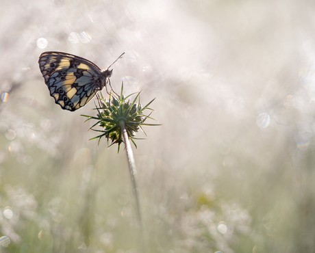 The magic of a summer morning