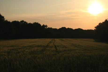 Sporen in het boekweitveld