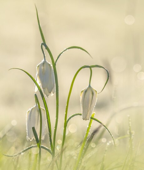 Witte Kievitsbloemen