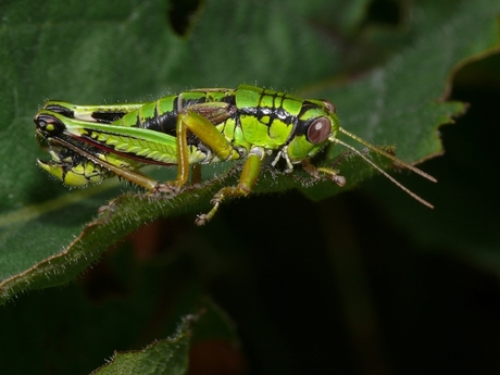 Groene bergsprinkhaan