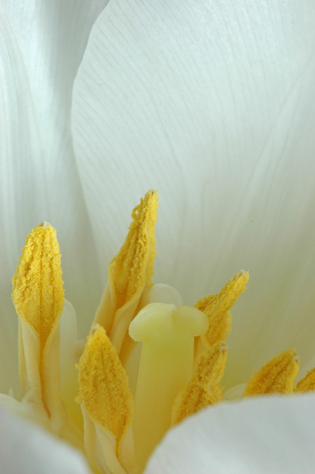 Witte tulp