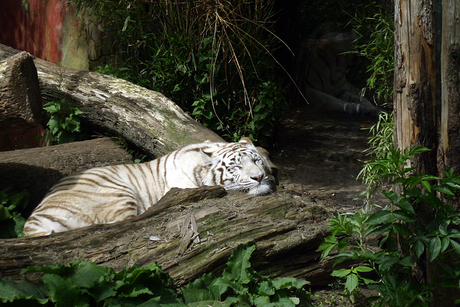 Witte tijger