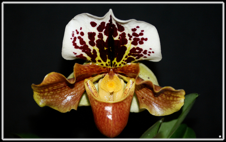 Orchidee