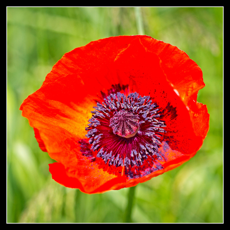 Nog één keer papaver.