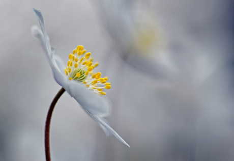 tere schoonheid