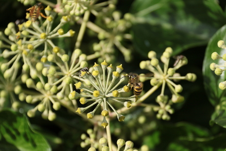 Wesp op klimop (Hedera)