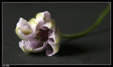 Clematis knop