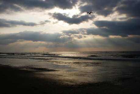 Lichtpuntje op grauwe strand dag