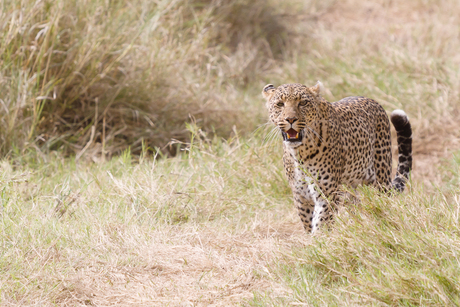Luipaard Serengeti, nu in kleur