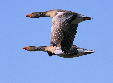 Grauwe Gans in vlucht