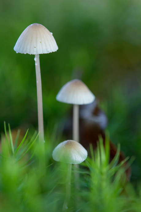 paddenstoelen