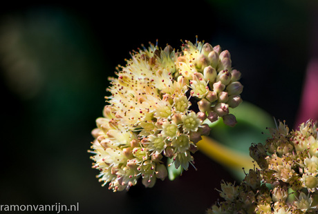 Botanische Tuinen Utrecht-35-bewerkt.jpg