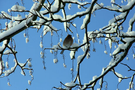 Vogeltje in de boom.