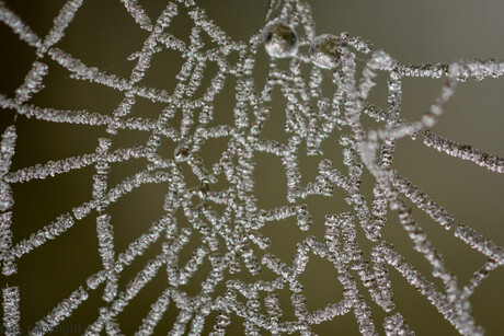 bevroren spinneweb