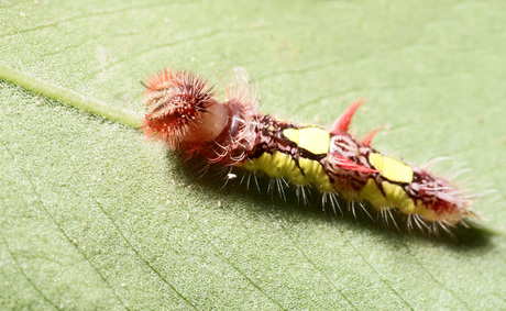 Morpho peleides rups