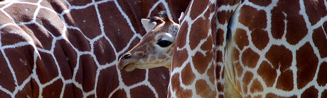 Girafje