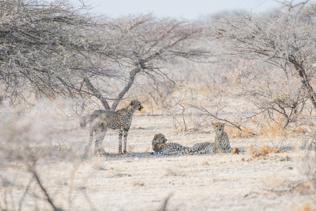 Cheetahs rusten in de schaduw