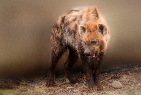 hyena