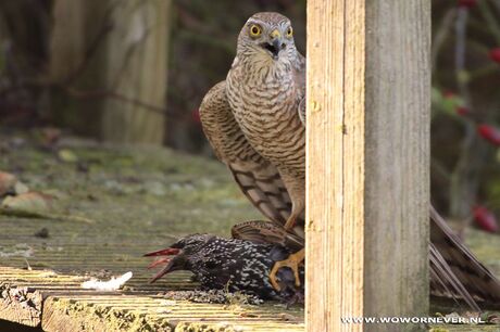 sperwer met spreeuw.op brug