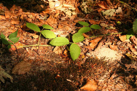 Blad in zon