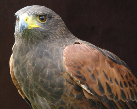 Amerikaanse Woestijn Buizerd