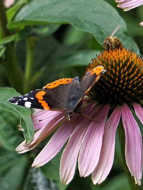 20190807_182511atalanta vlinder en bij