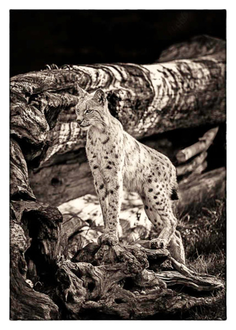 Lynx