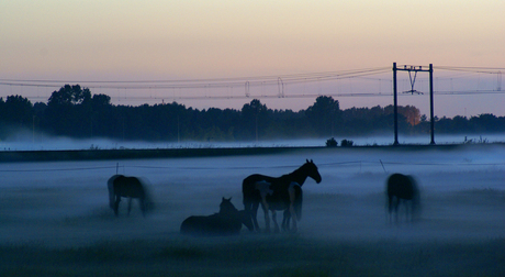 Paarden in de mist