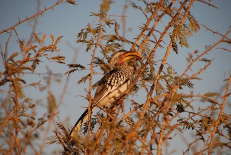 Afrikaanse vogel