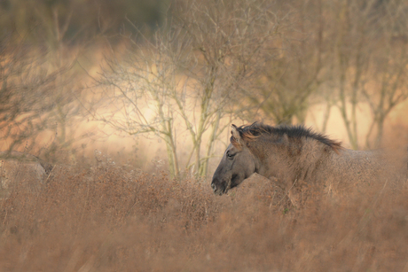 Konik paard