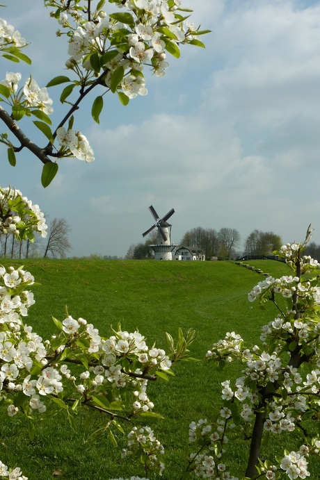 Natuur in de Betuwe