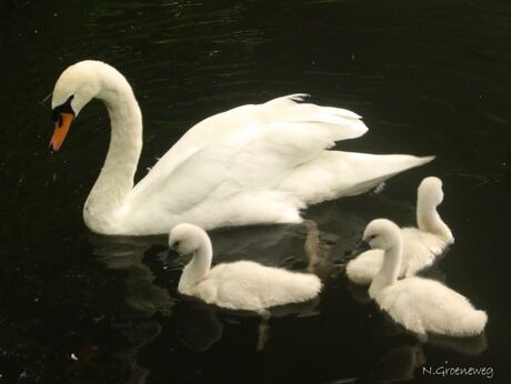 Familie Zwaan